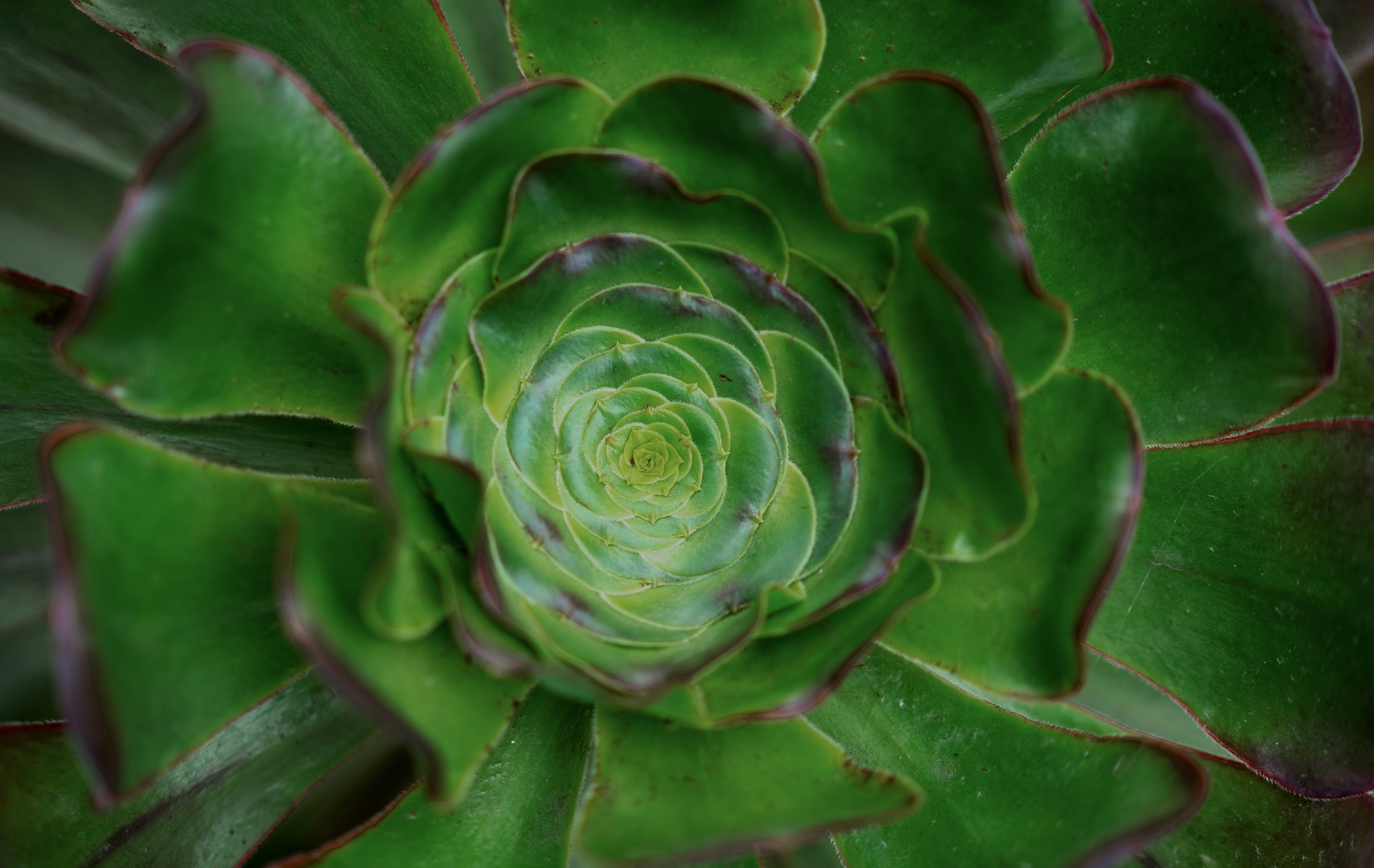 shallow focus photography of green succulent plant