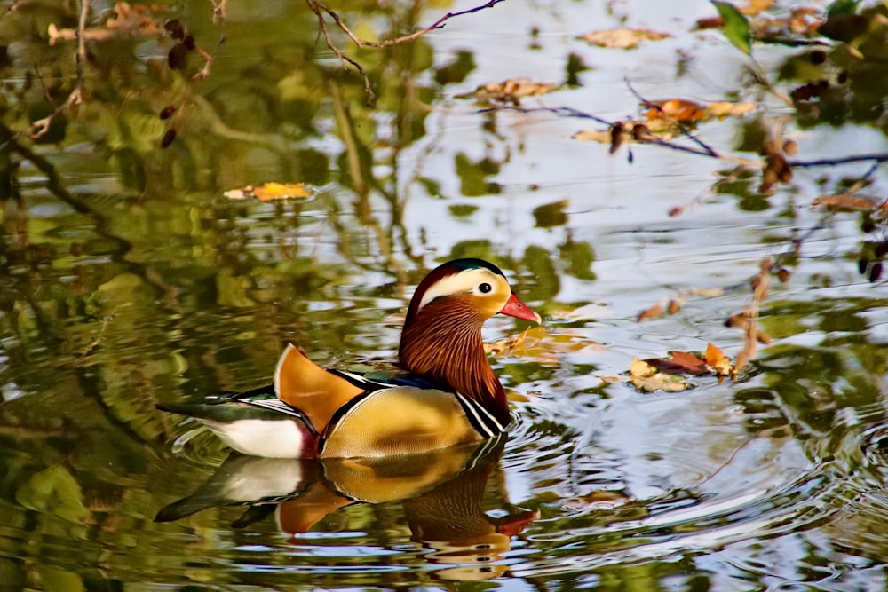brown, black, and white duck on body of water