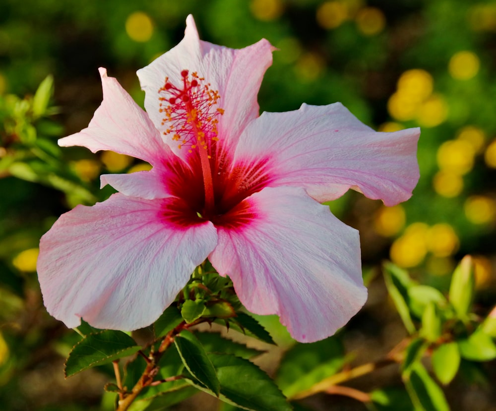 ピンクの花の浅い焦点の写真