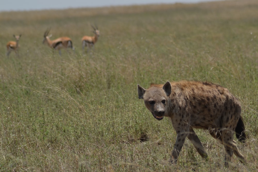 shallow focus photo brown hyena
