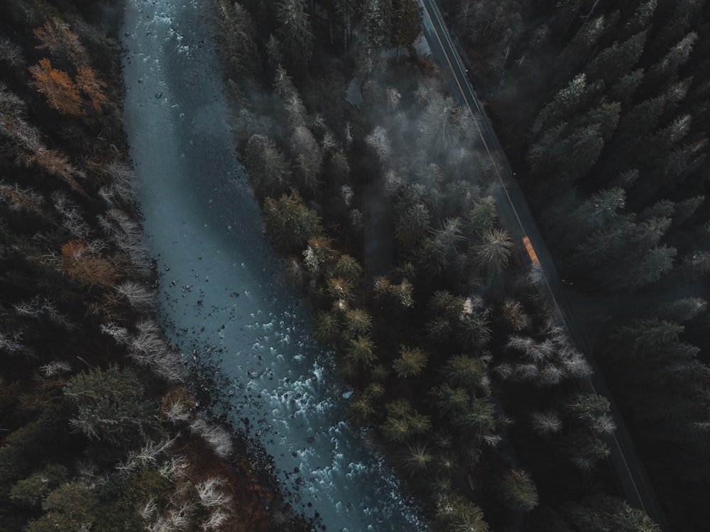 aerial photo of green trees near body of water