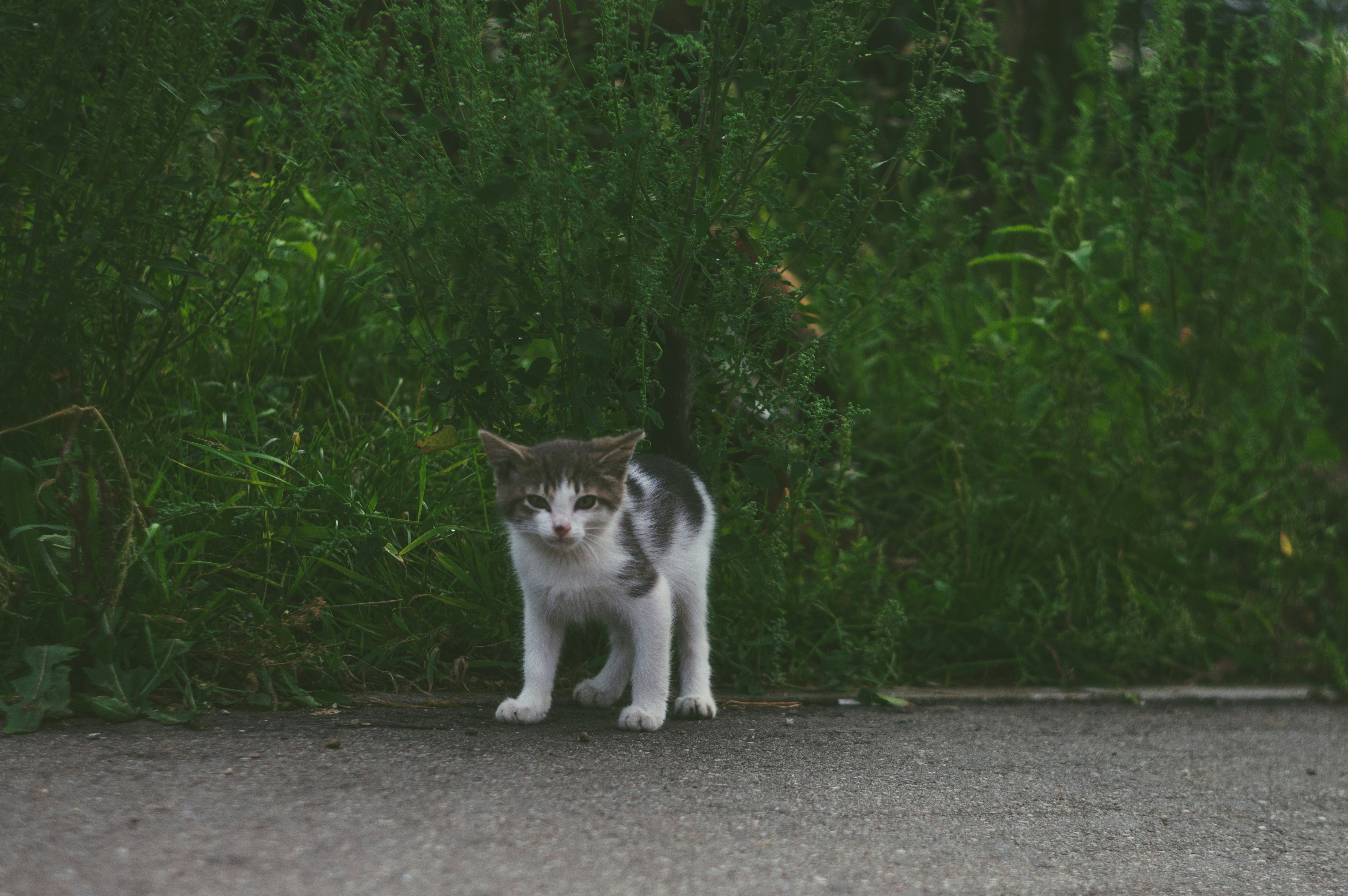 Photo by mavredium