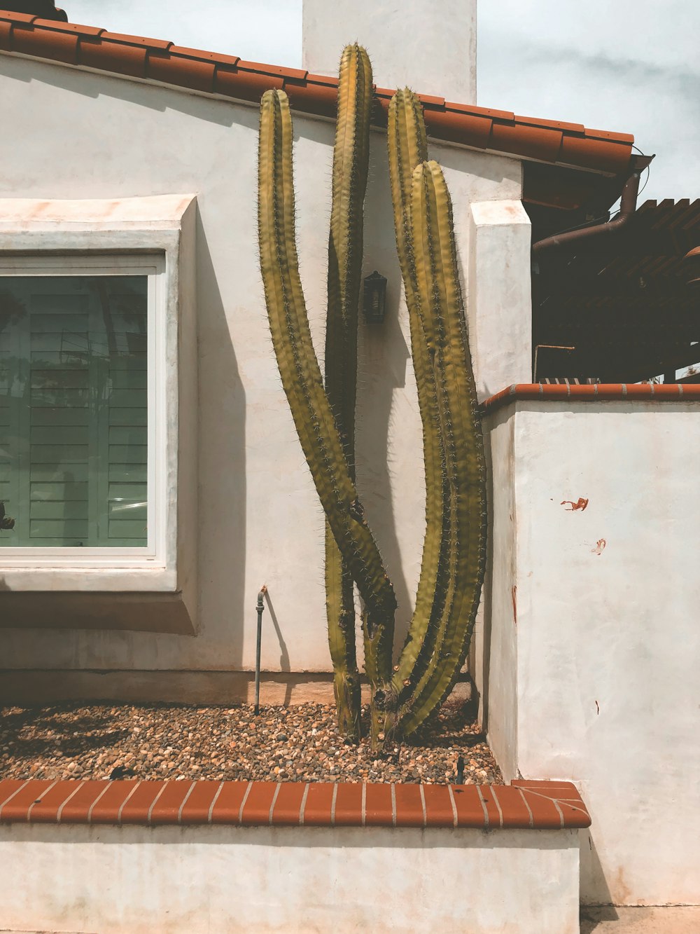 green cactus beside building wall