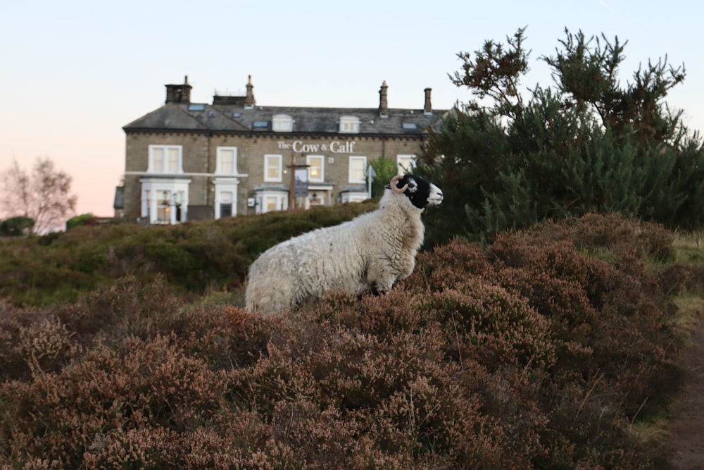 white and black ram near plants viewing The Cow and Calf building