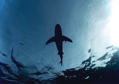 fish under water view shark zoom background