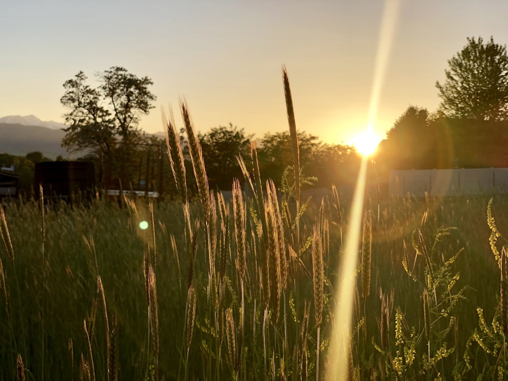 shallow focus photo of wheat