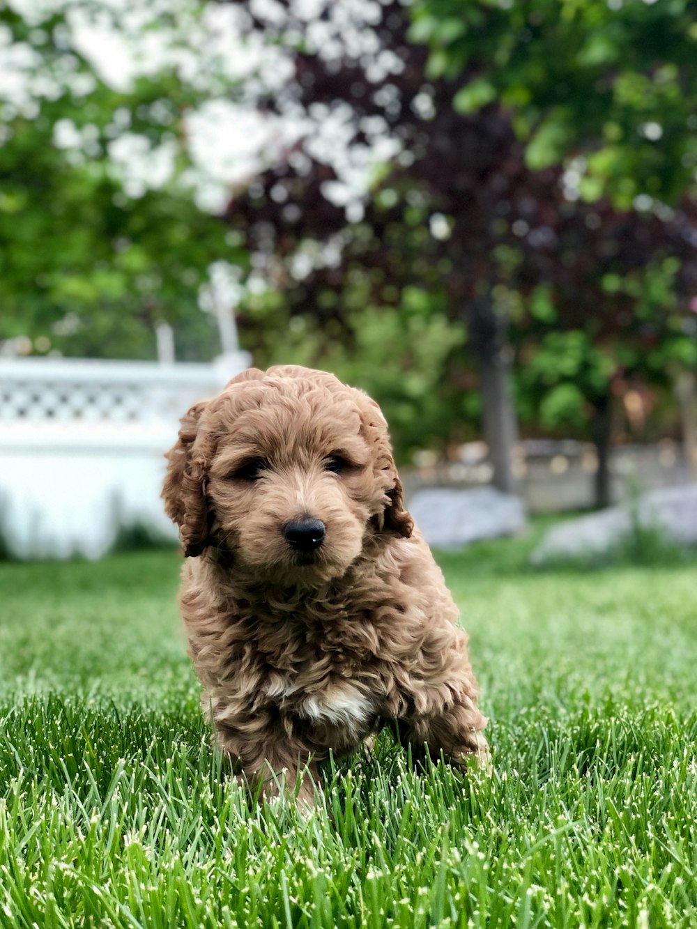 brown puppy on grass field