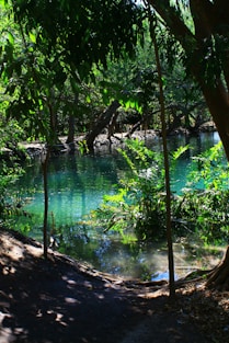 green leaf trees near body of water