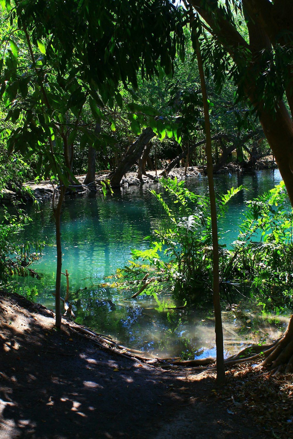 green leaf trees near body of water