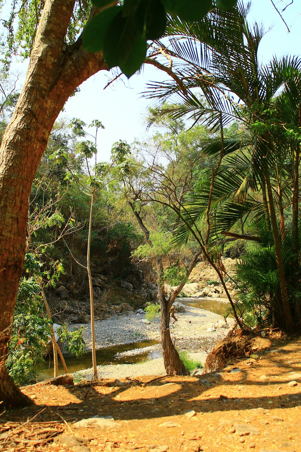 trees near river