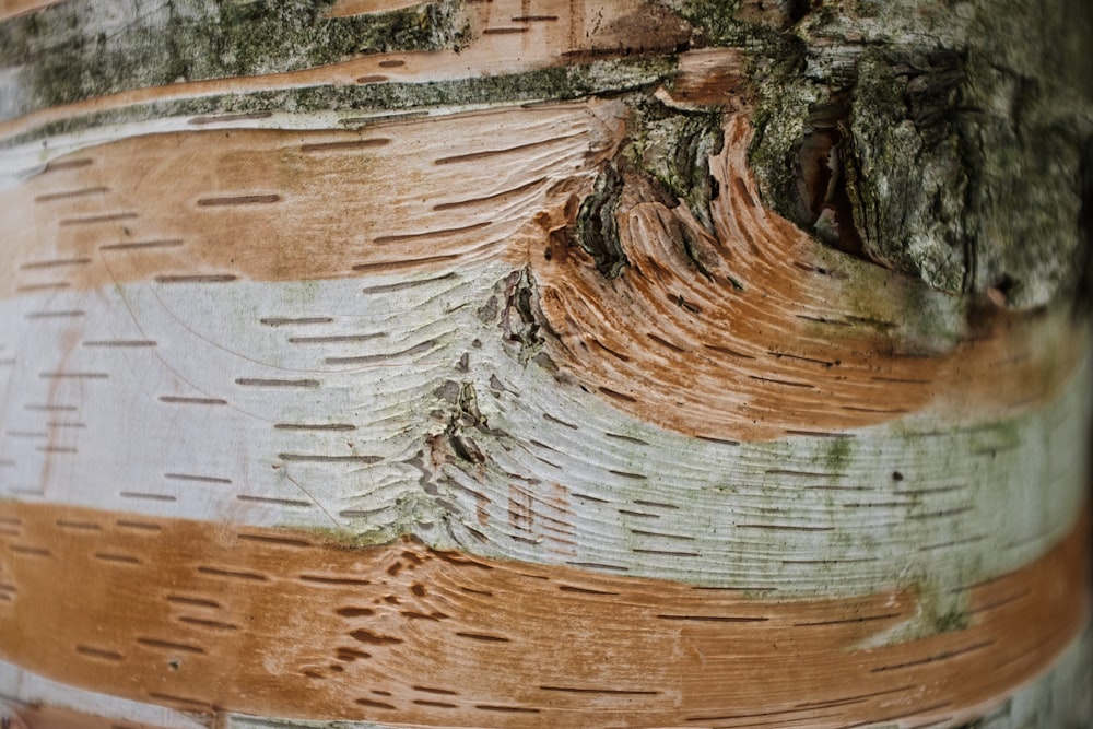 un gros plan de l’écorce d’un arbre