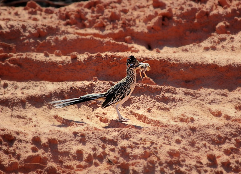 black and white bird on desert