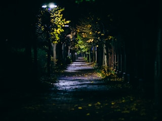 light from post lamp on street between trees