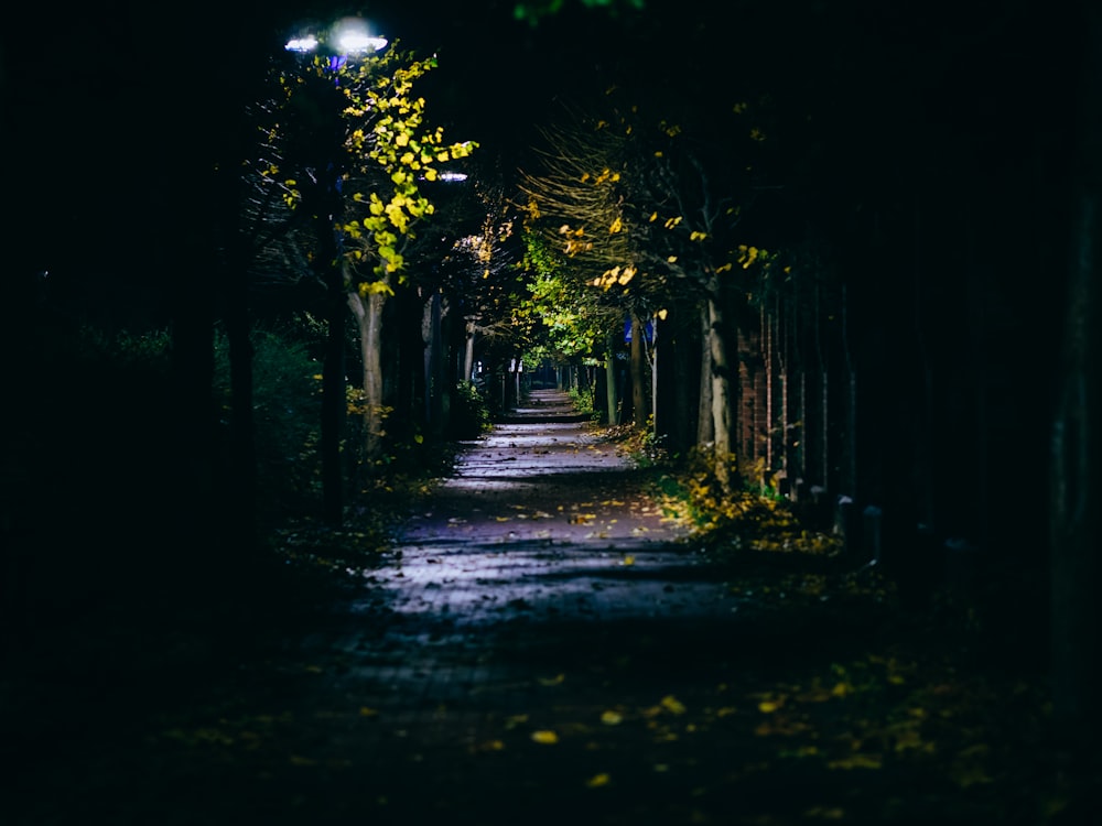 light from post lamp on street between trees