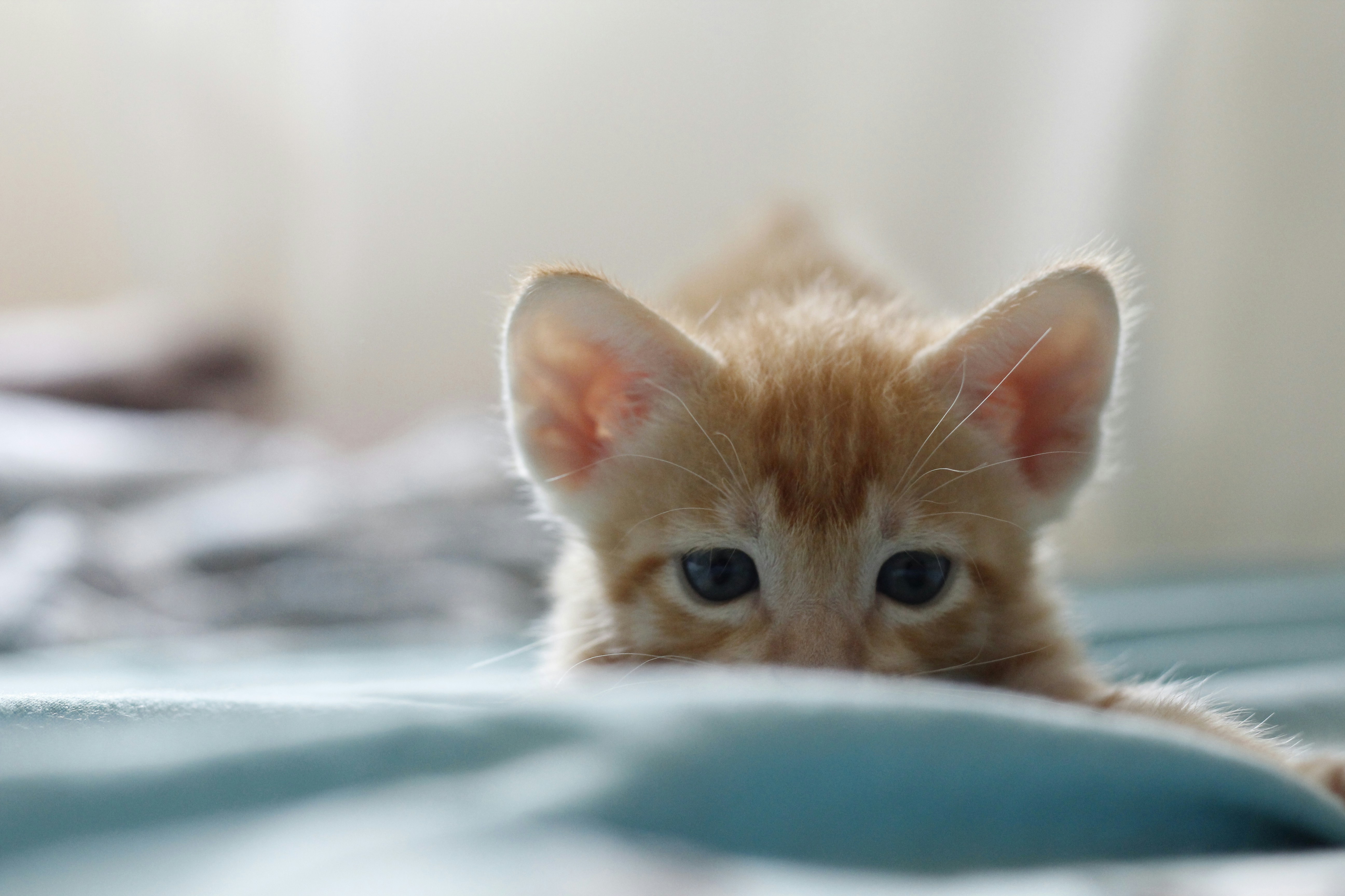 Photo by giisilveira