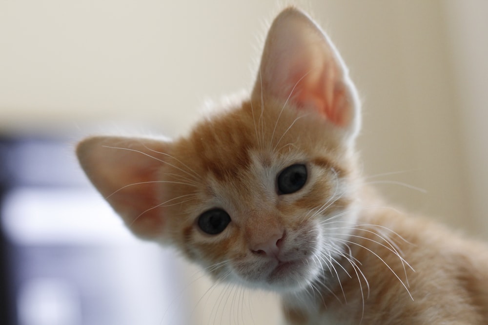 オレンジ色のぶちの子猫
