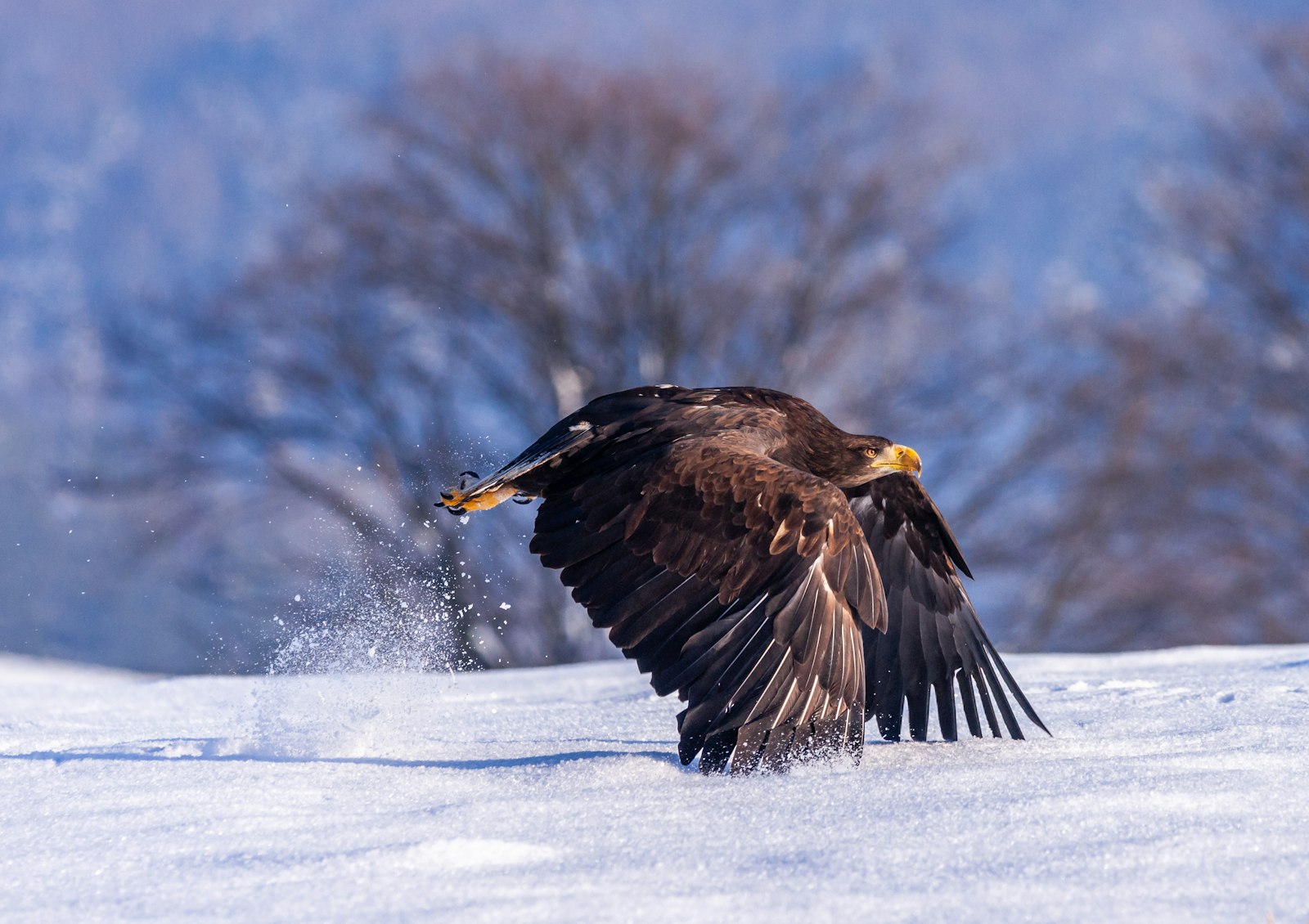 Sony Alpha DSLR-A700 + Sigma 30mm F1.4 EX DC HSM sample photo. Black bird in flight photography