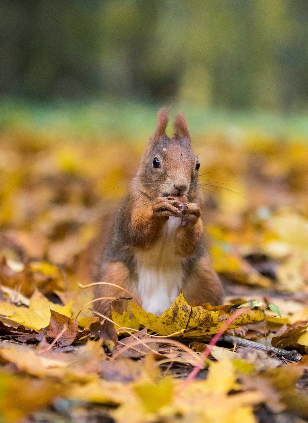 shallow focus photo of brown animal