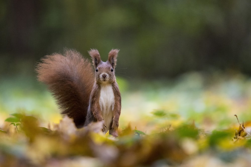 shallow focus photo of brown animal