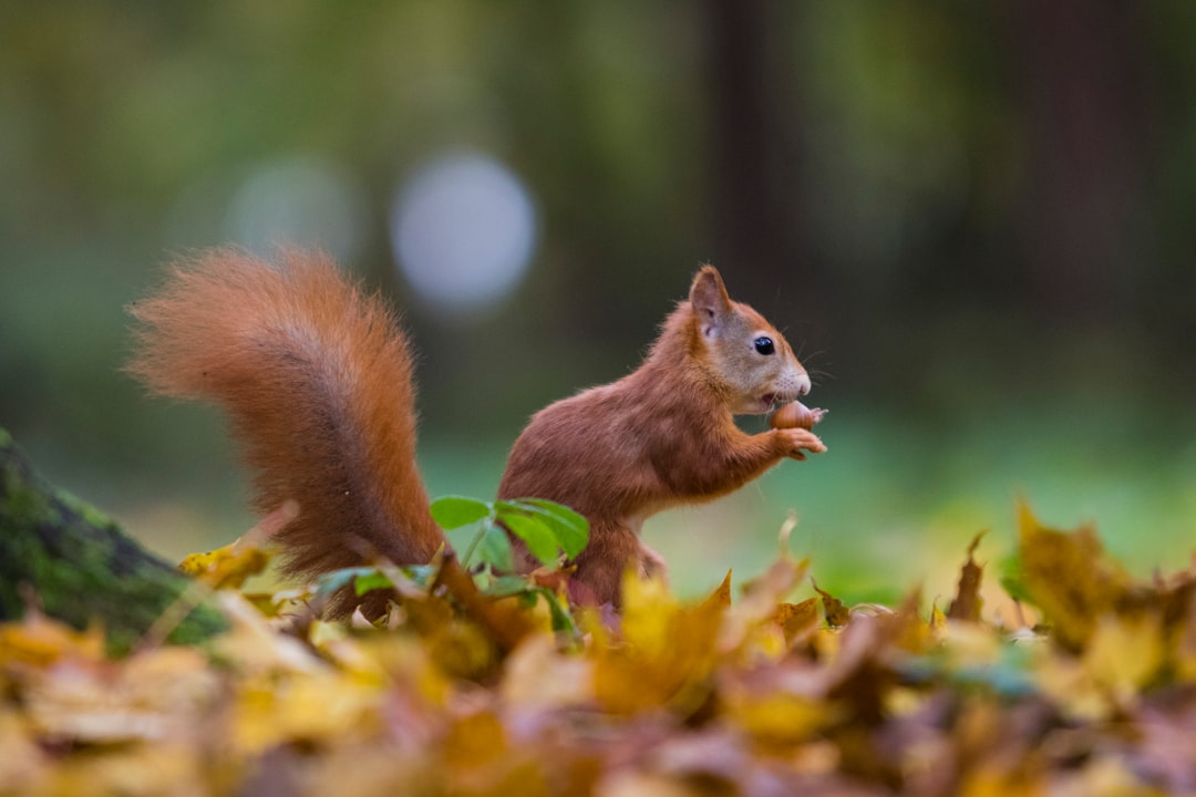 brown squirrel on dried leaves