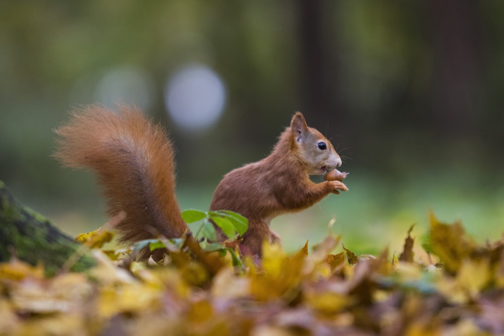 brown squirrel on dried leaves