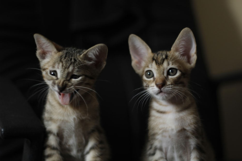 Dos gatitos atigrados marrones y blancos en fotografía macro