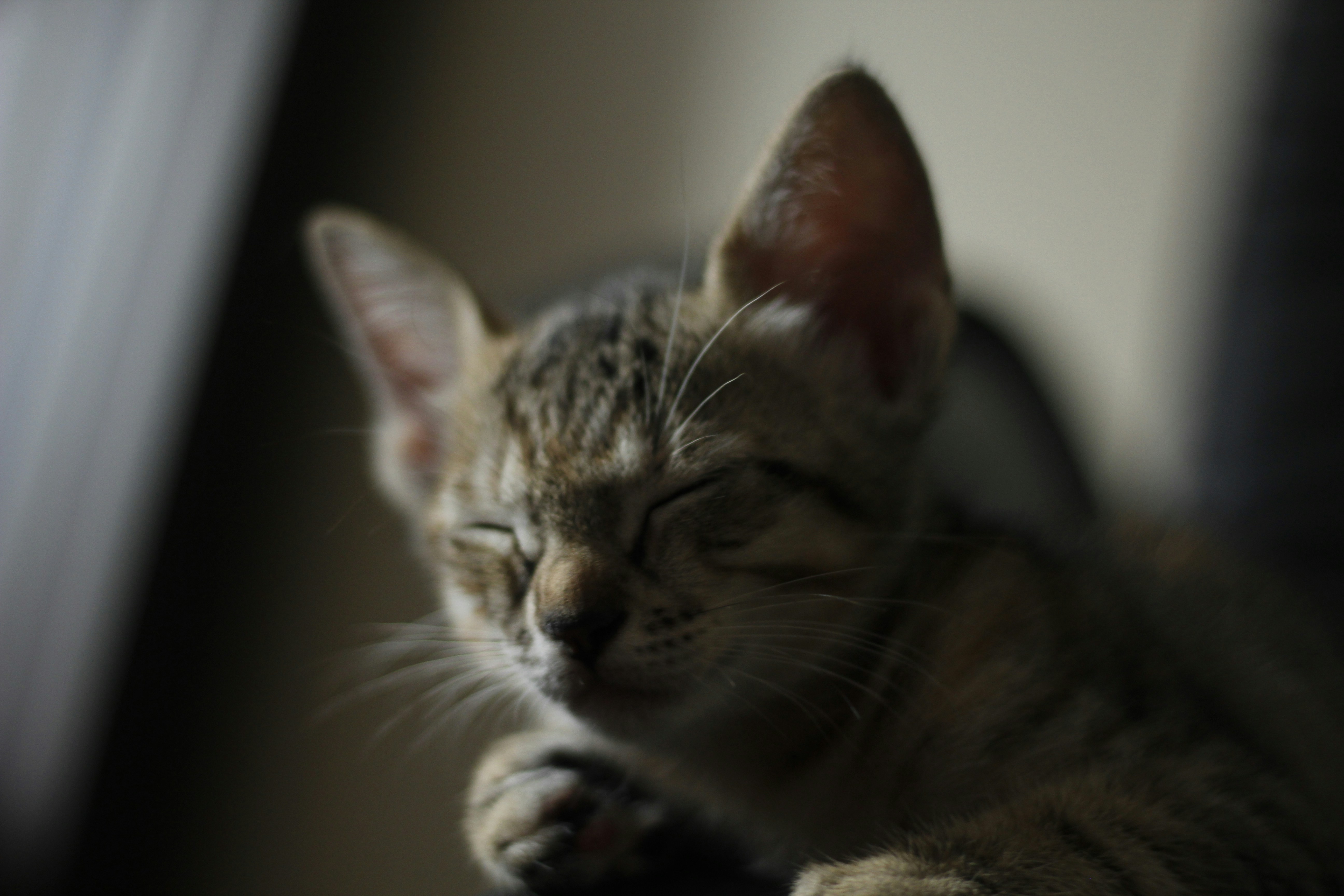 Photo by giisilveira