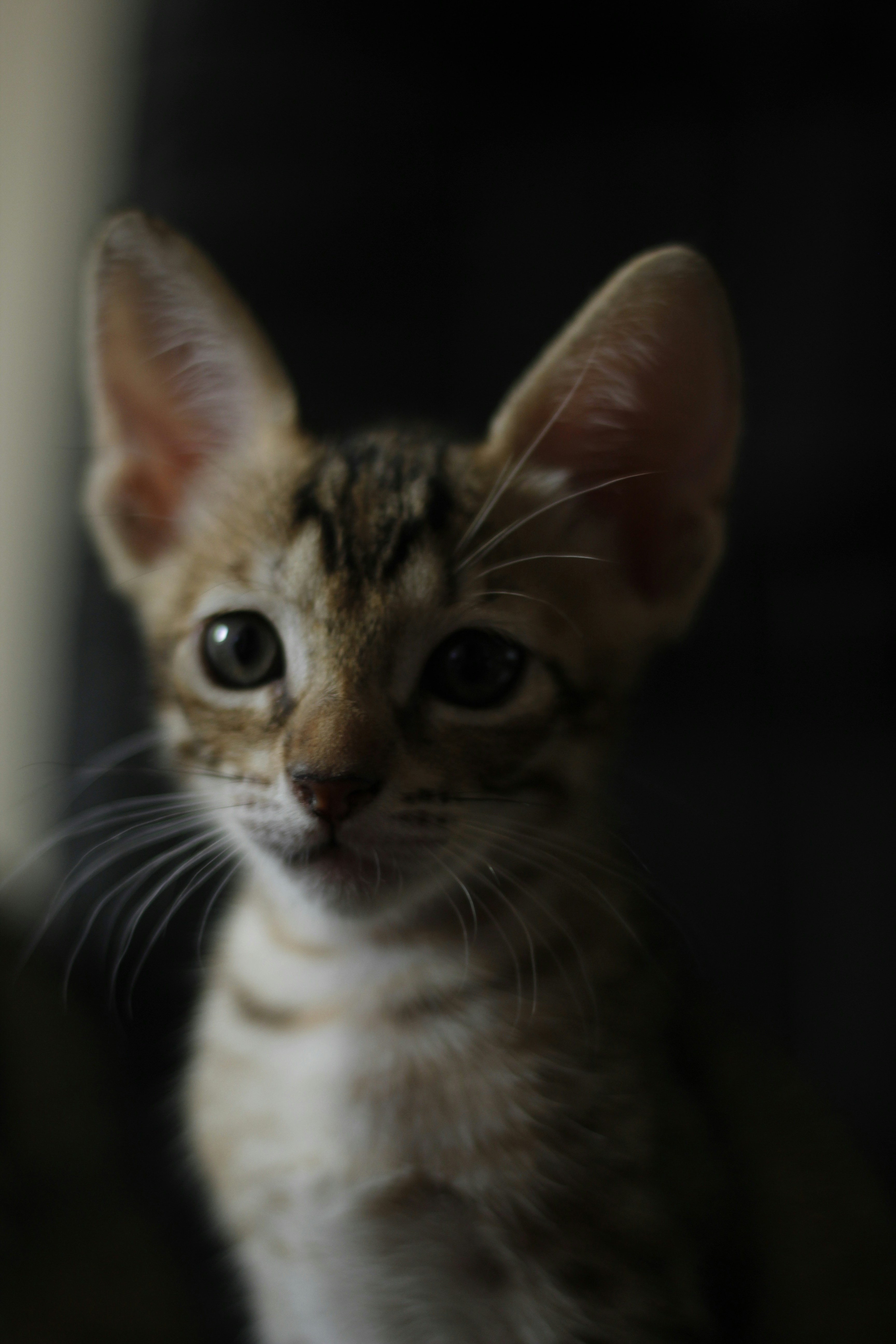 Photo by giisilveira