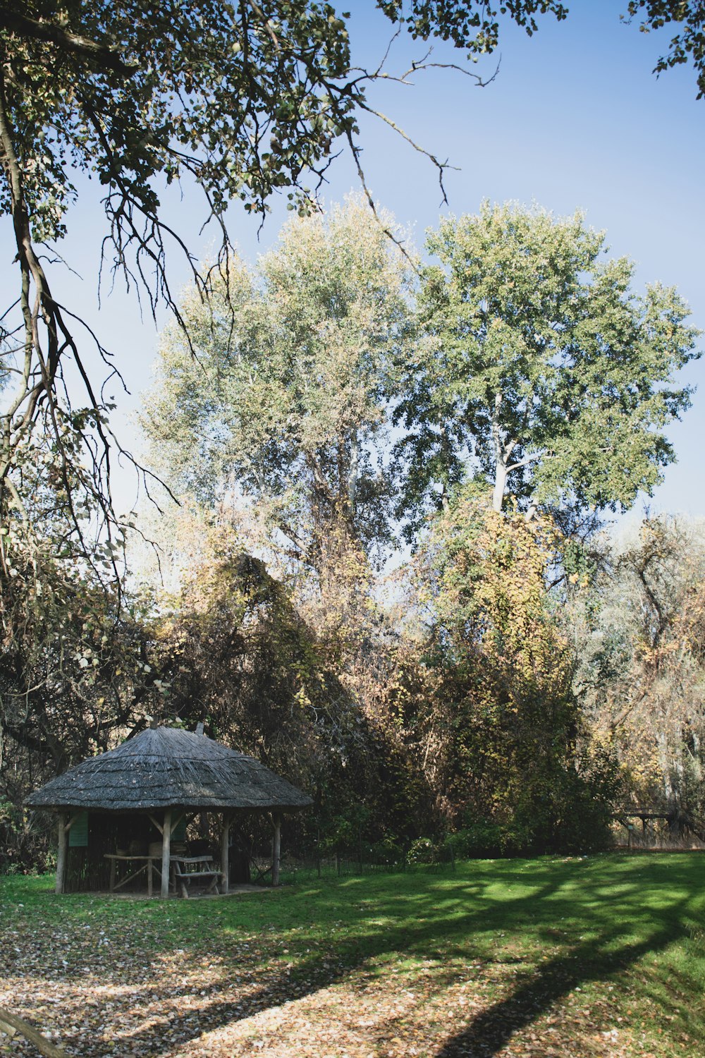 arbres à feuilles vertes près de la maison