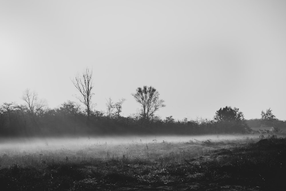 grayscale photo of trees