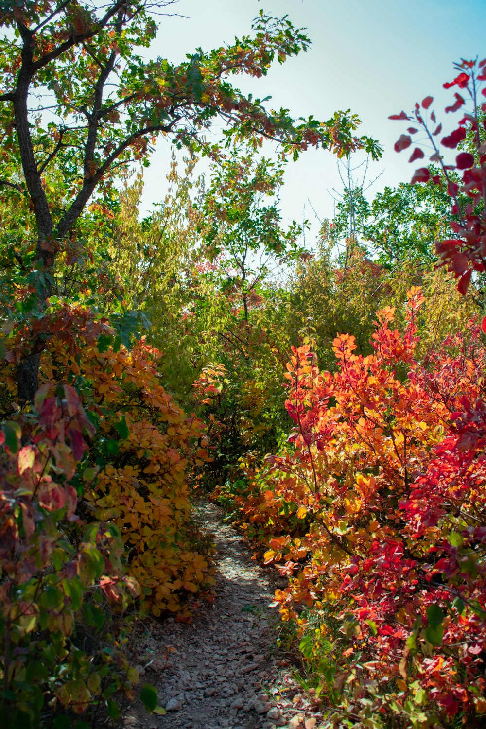 red and yellow plants