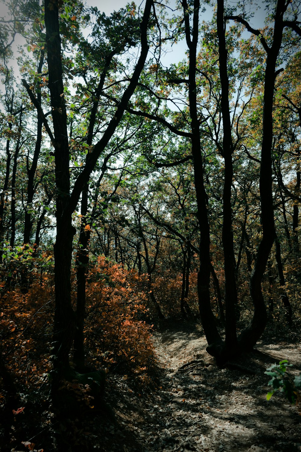 light through green trees