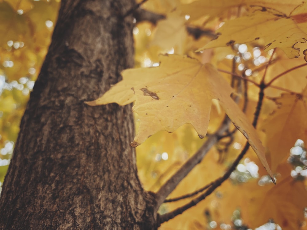 macro photography of yellow leaf tree