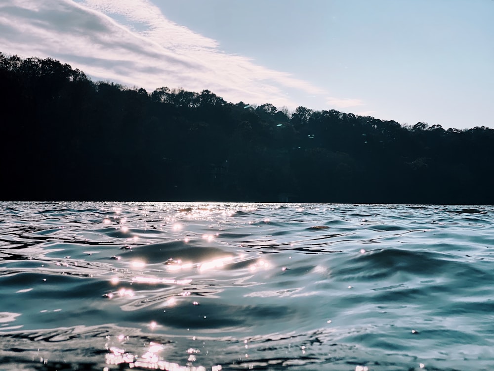 trees near body of water