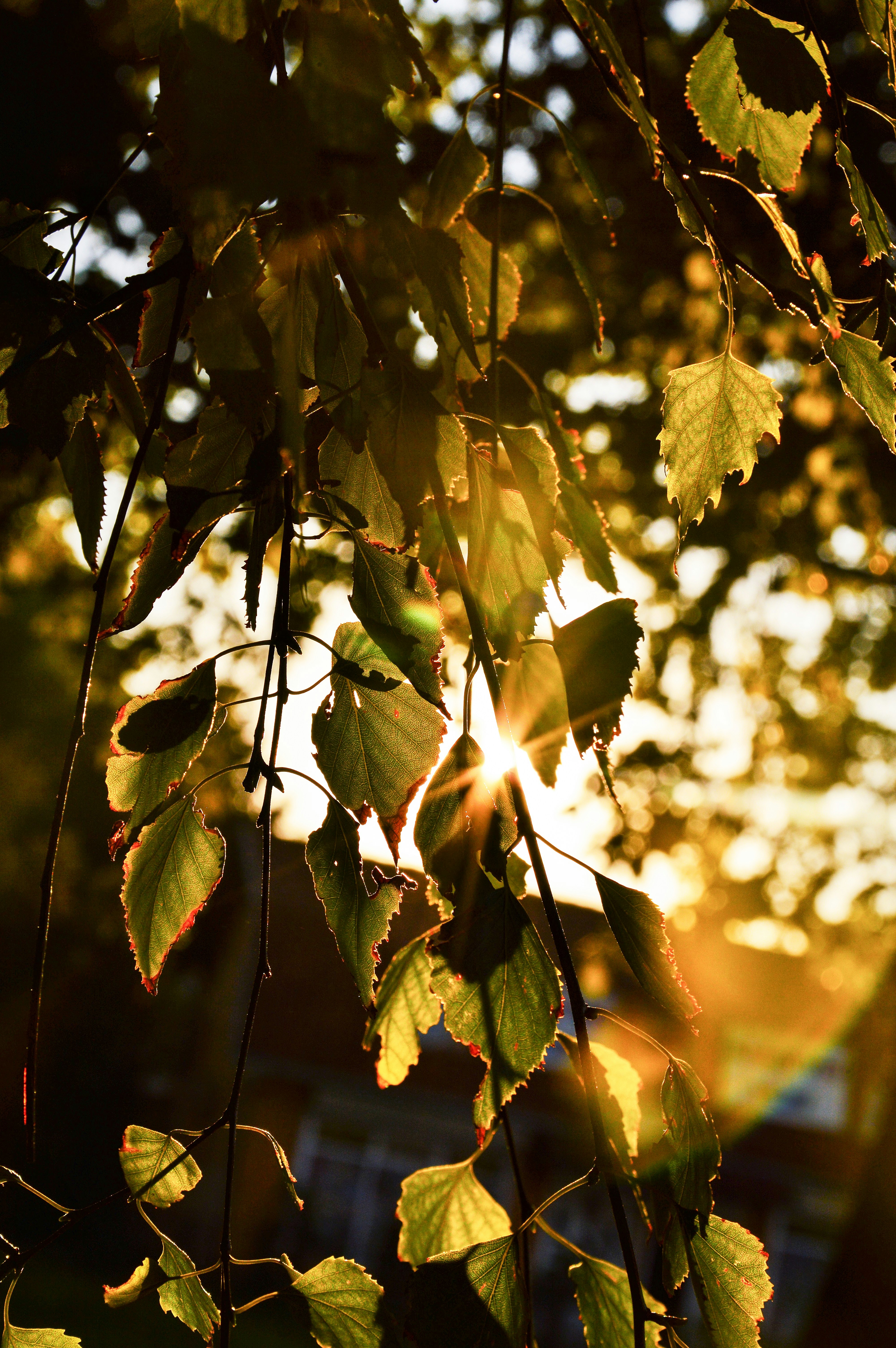 Photo by isidoragarcevicart