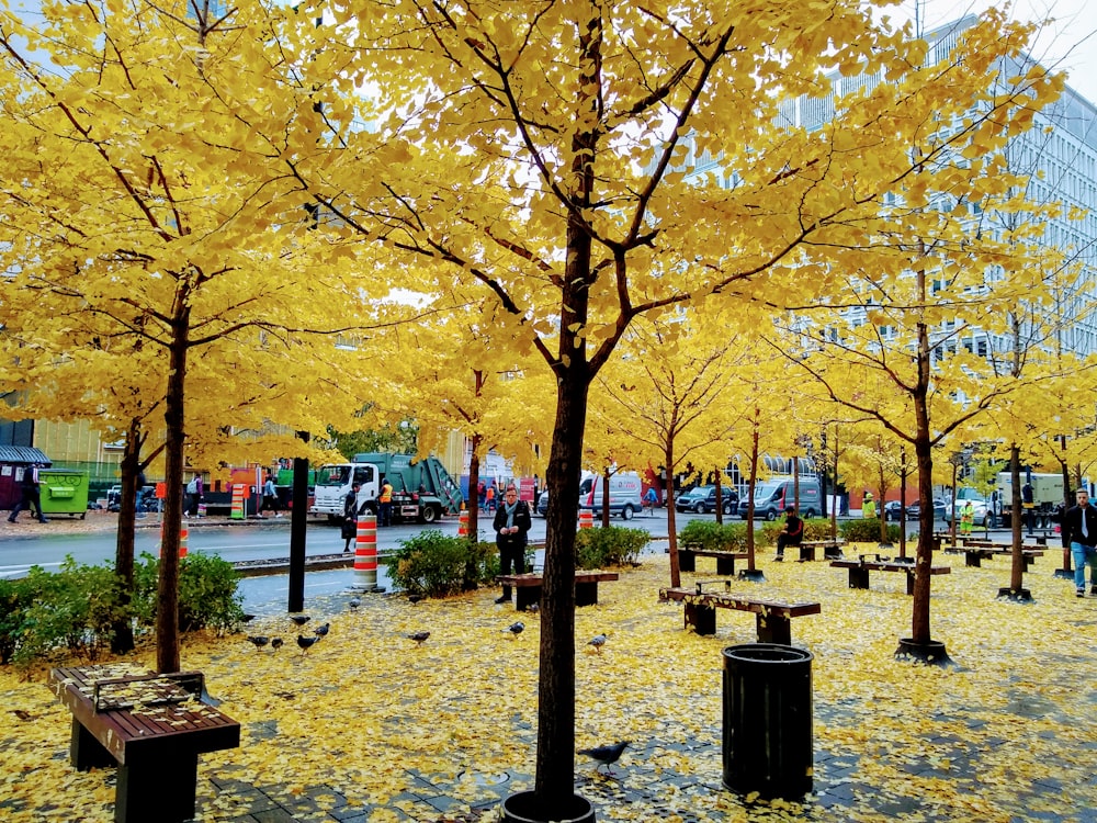 yellow and black trees