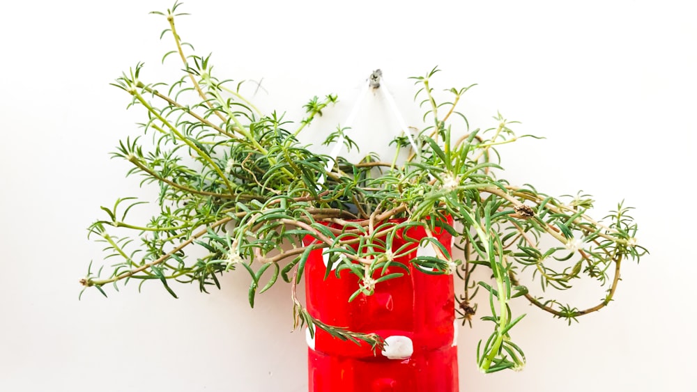 green plant in red hanging pot