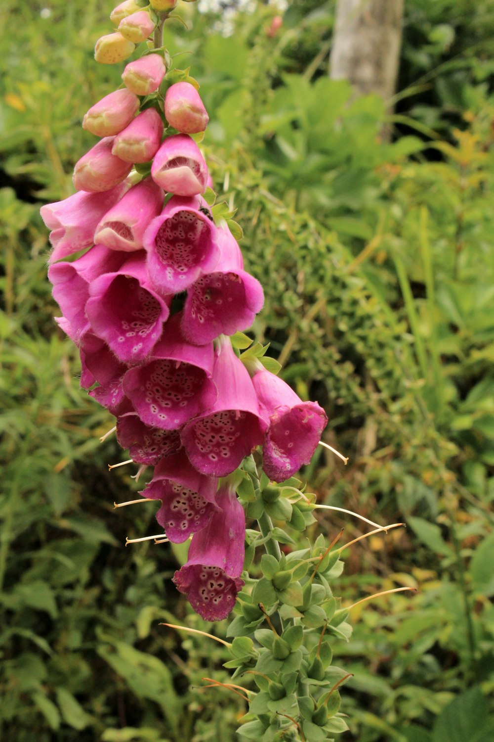 pink flowers with green levaes