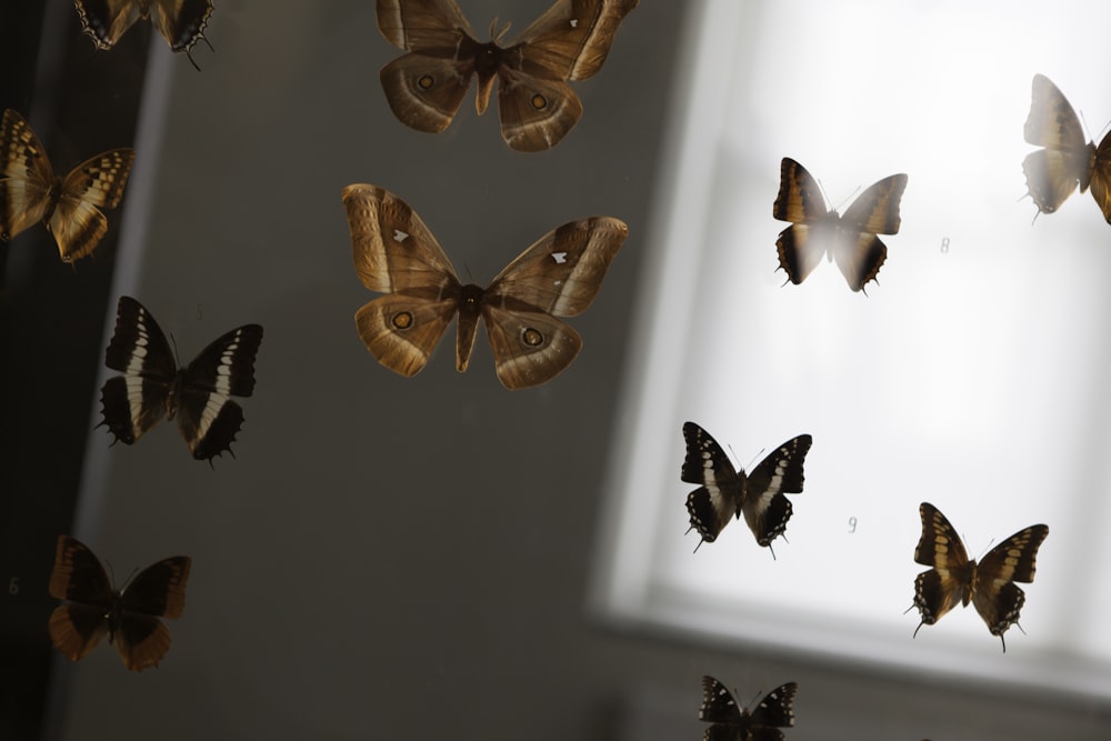 decorações variadas de mariposas e borboletas
