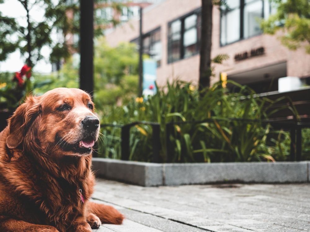 long-haired brown dog