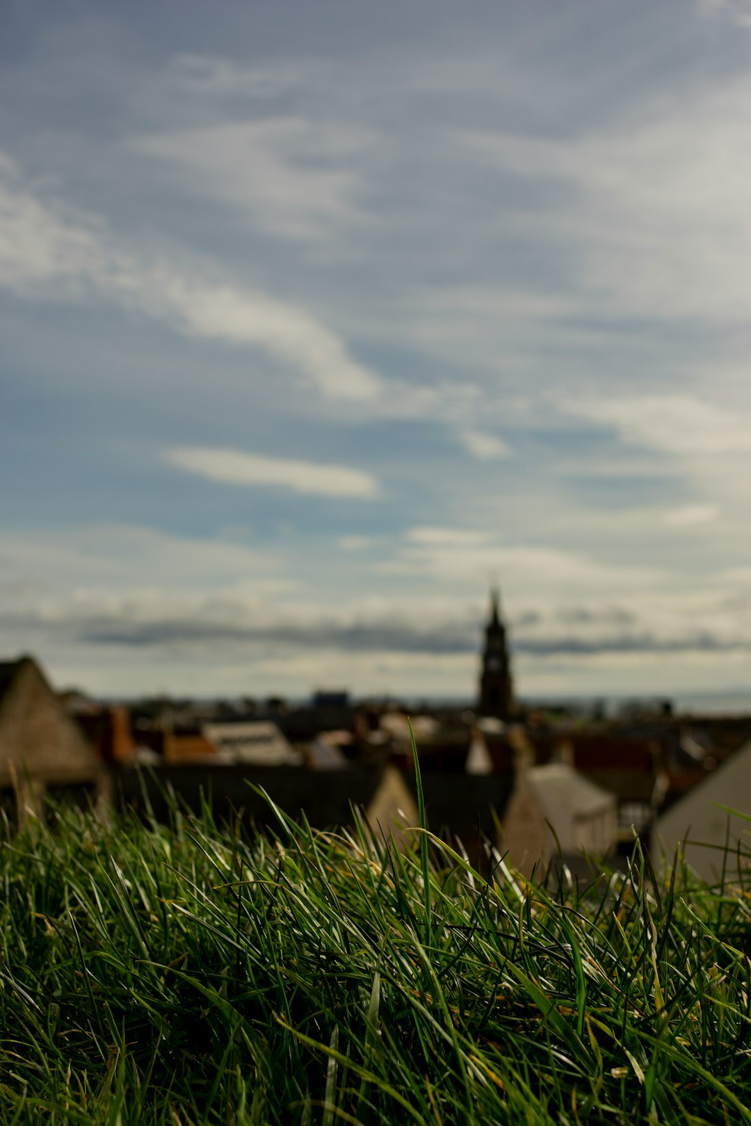 close-up photo of green grass near houses