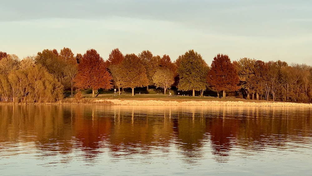 uno specchio d'acqua circondato da molti alberi