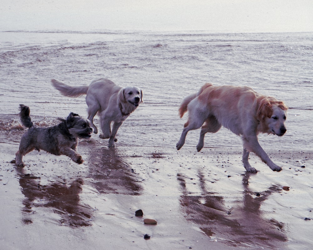 three assorted dogs on shore