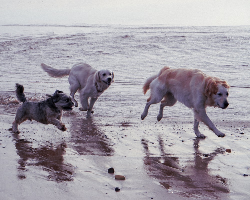 Tres perros variados en la orilla