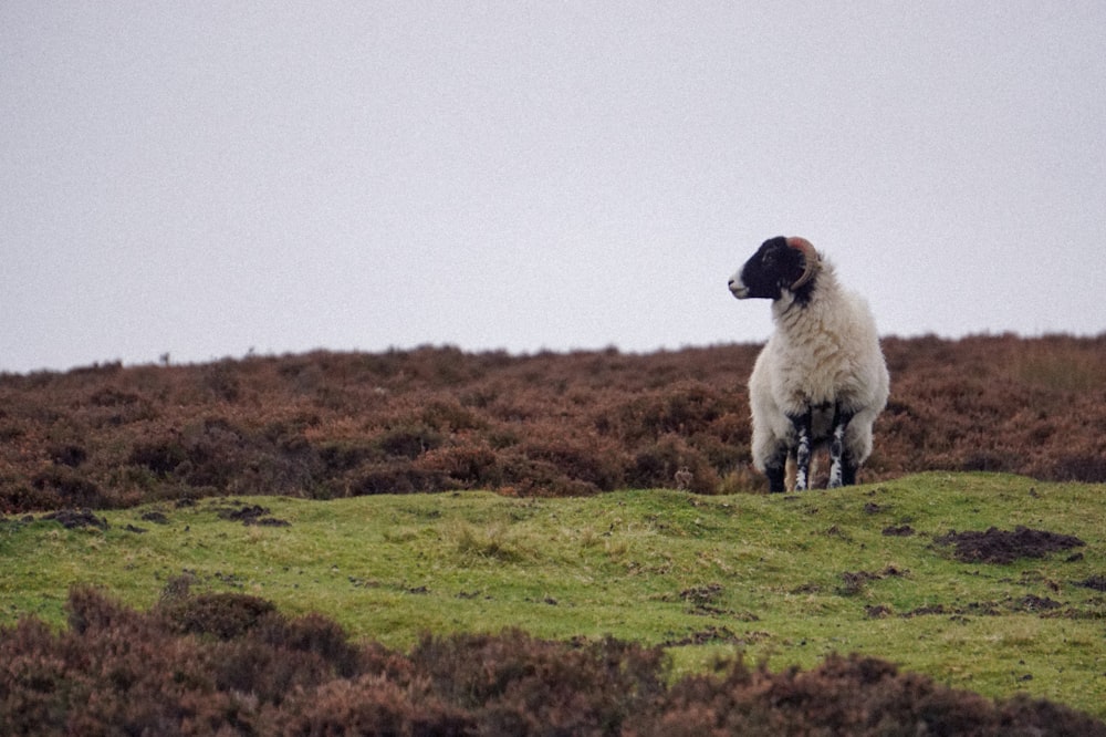 sheep on grass field