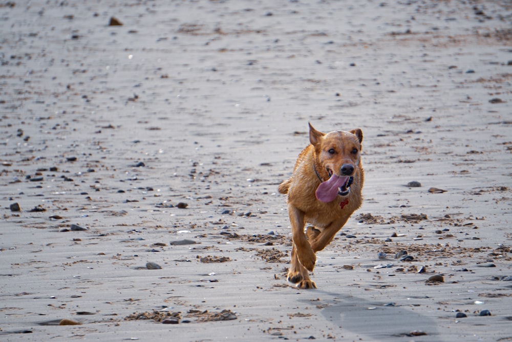 short-haired brown dog running on shore