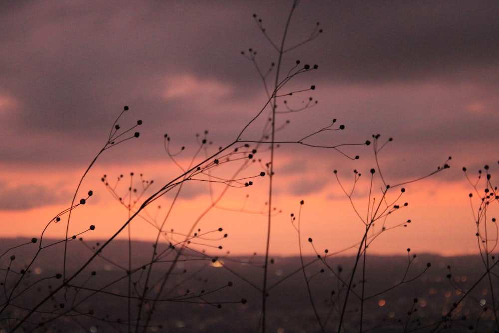 black plant during golden hour