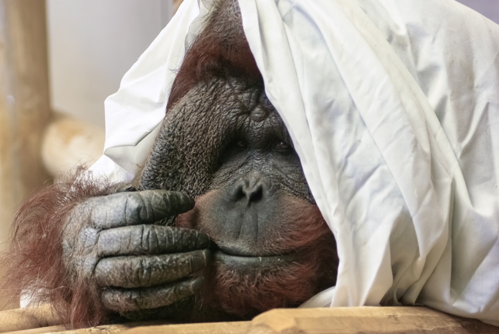 an oranguel is wrapped in a blanket