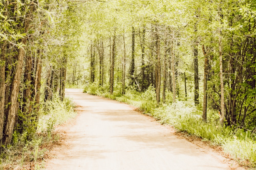 grey pathway between trees during daytime