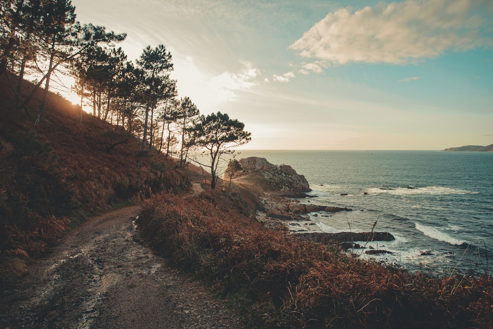 trees on cliff facing ocean